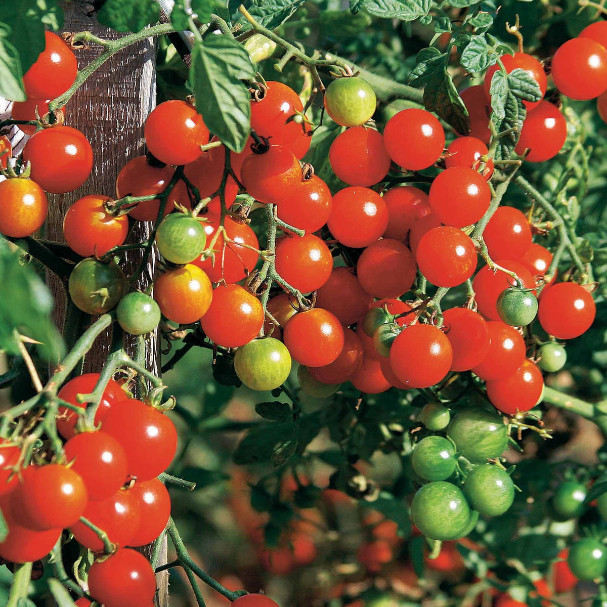 Tomate cerise Sweet baby - Solanum lycopersicum sweet baby - Potager