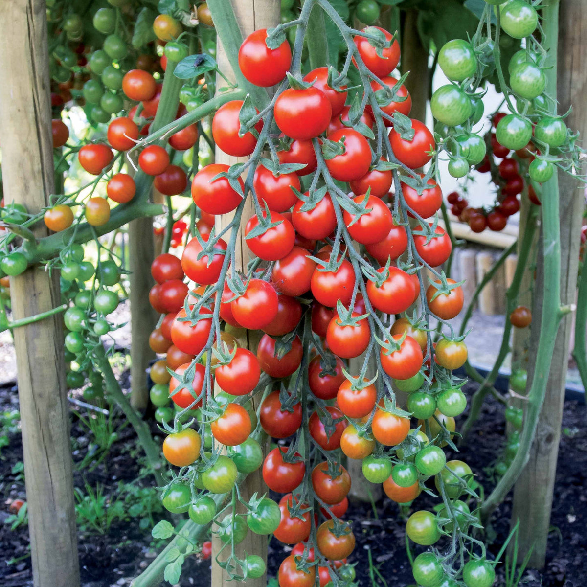 Tomate cerise Sweet baby - Solanum lycopersicum sweet baby - Graines de fruits et légumes