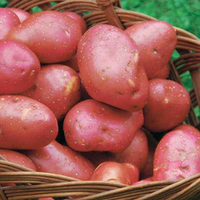 10 Pommes de terre Rouge de Flandre - Solanum tuberosum rouge de flandre - Bulbes potagers et tubercules