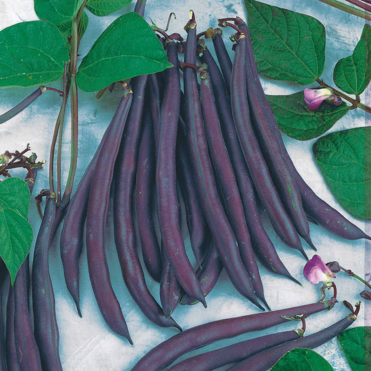 Haricot mangetout Purple Queen - Phaseolus vulgaris purple queen - Graines de fruits et légumes