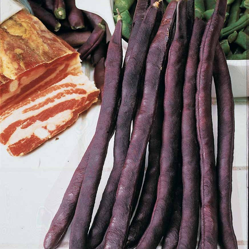 Haricot à rames à cosse violette - Phaseolus vulgaris - Potager