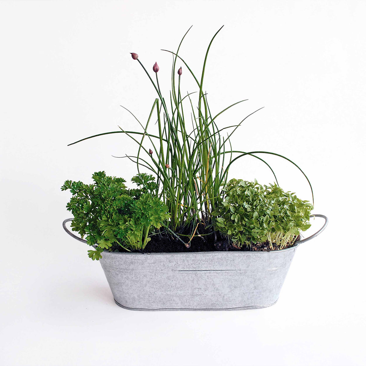 Kit pot avec graines de plantes grasses