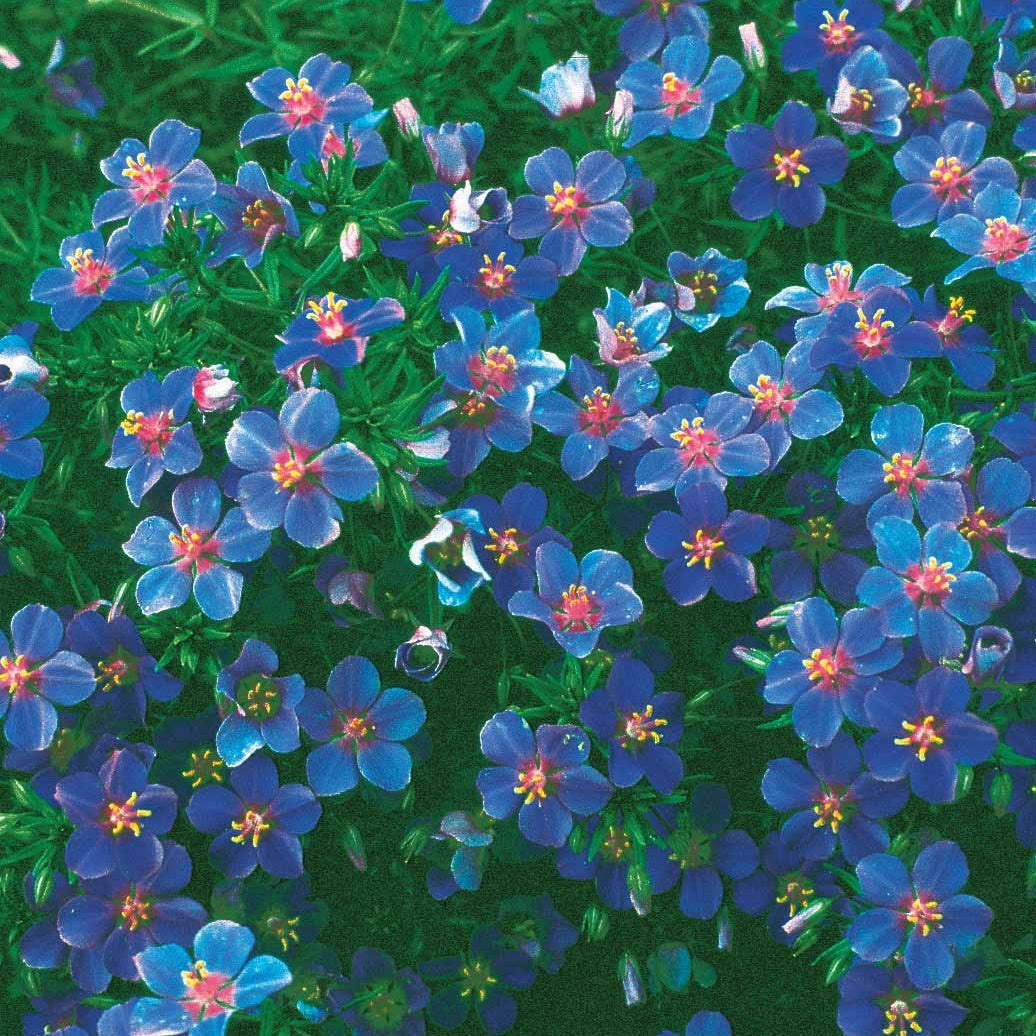 Gentiane bleue - Anagallis linifolia - Potager