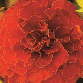 Oeillet d'Inde Solar Red F1 - Willemse