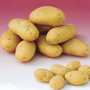 25 Pommes de terre Caesar - Solanum tuberosum caesar - Potager
