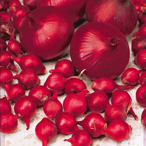 Oignon Red Baron - Allium cepa red baron - Potager