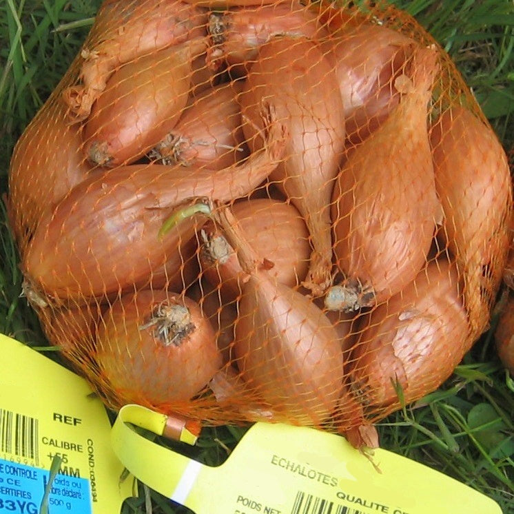 Echalote Jermor type cuisse de poulet - Allium ascalonicum jermor - Potager