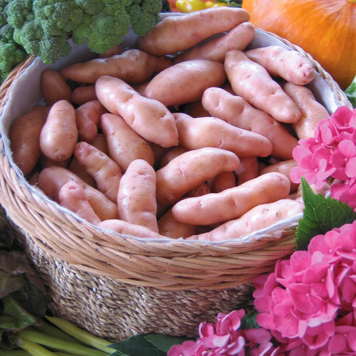25 Pommes de terre Corne de Gatte - Pink fir Apple - Solanum tuberosum corne de gatte (pinkfir apple) - Potager