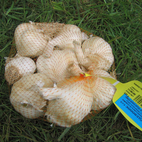 Allium sativum therador - Ail blanc Thérador - Ail