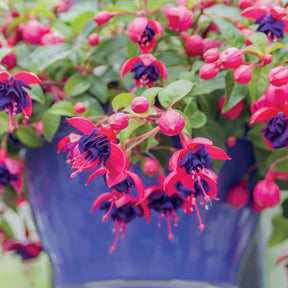 3 Fuchsias retombants Dark Eyes - Fuchsia dark eyes - Willemse