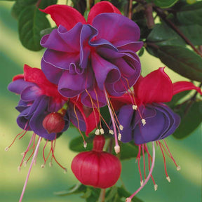 Fuchsia - 3 Fuchsias retombants Dark Eyes - Fuchsia dark eyes