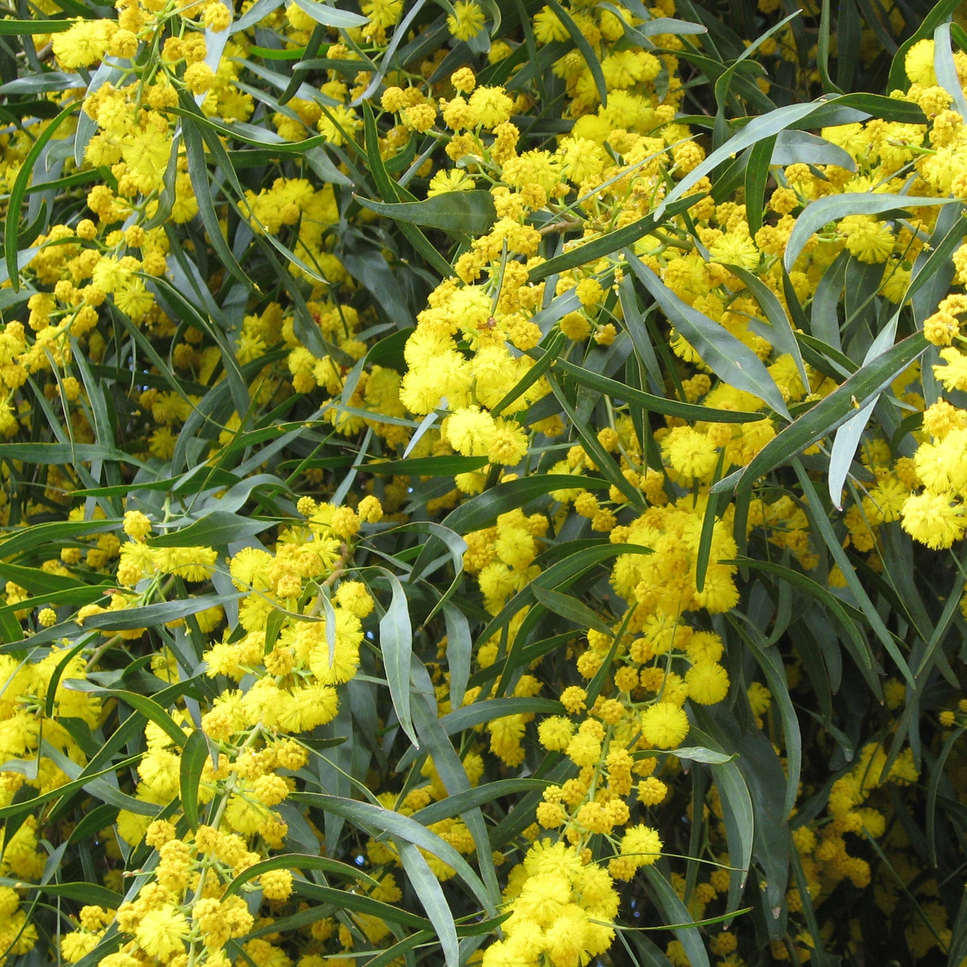 Acacia Dealbata - Mimosa - Seeds 0.5gr – Vivai Mola della Badia