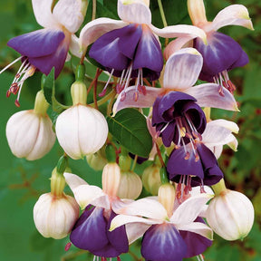 3 Fuchsias retombants Blue Angel - Fuchsia blue angel - Willemse