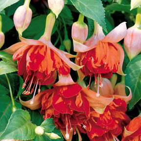 3 Fuchsias retombants Bicentennial - Fuchsia bicentennial - Willemse