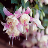 3 Fuchsias résistants au gel Annabel - Willemse