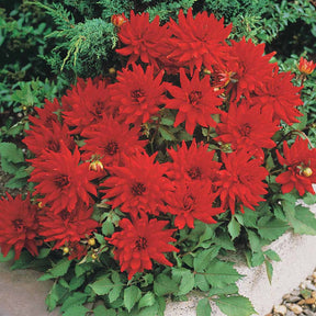 3 Dahlias cactus nain Red Pigmy - Dahlia Red Pigmy - Willemse