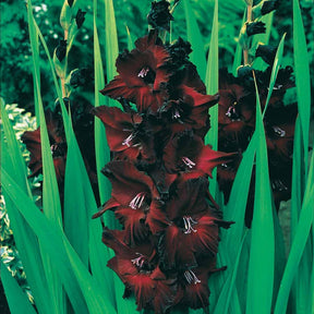 Glaïeul - 25 Glaïeuls Black Surprise - Gladiolus Black Surprise