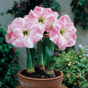 Amaryllis naine Angélique - Willemse