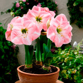 Amaryllis naine Angélique - Willemse