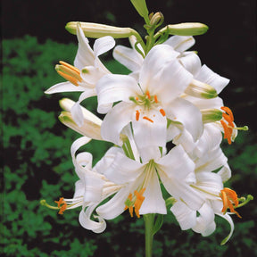 Lis de la Madone - Lilium candidum - Plantes