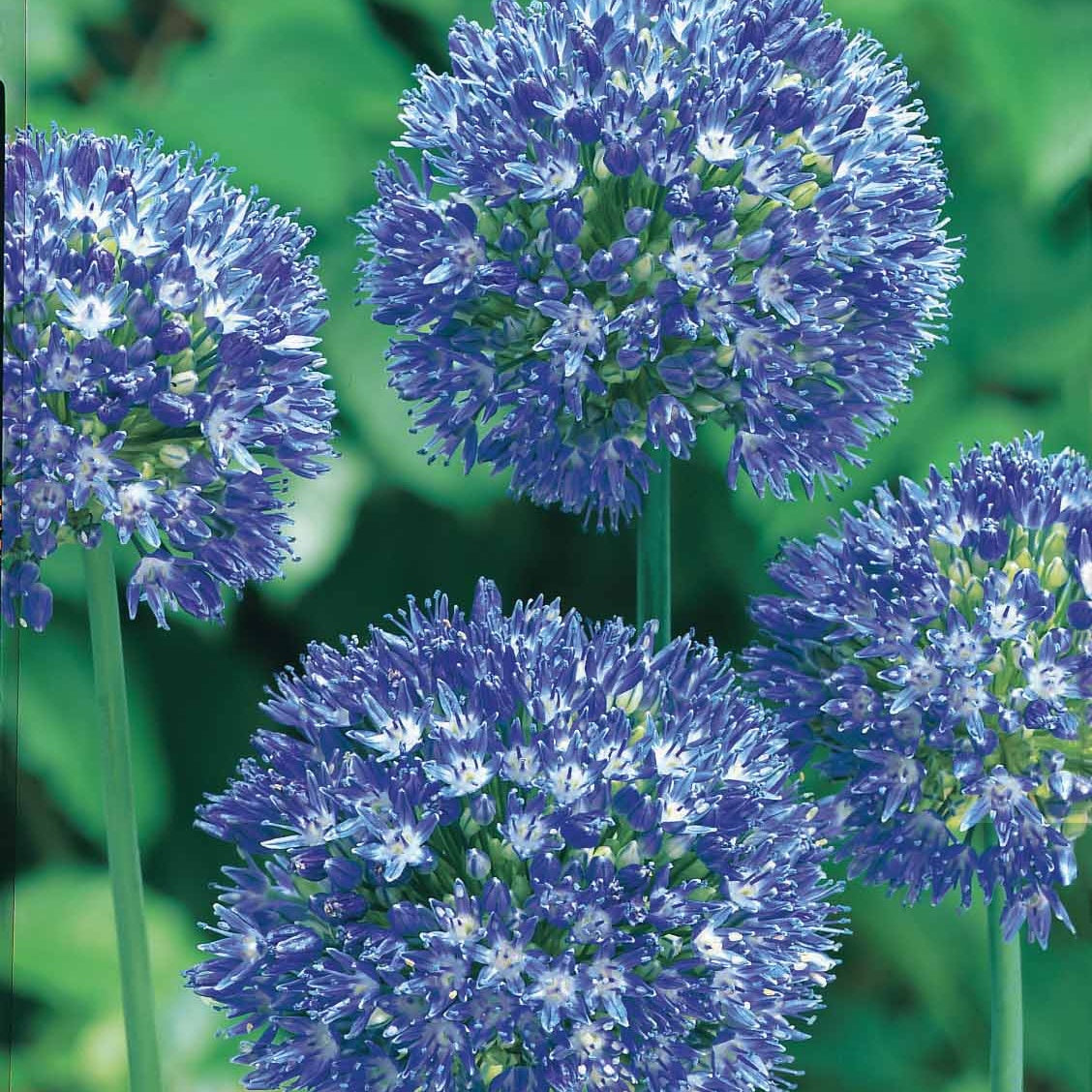 Allium bleus
