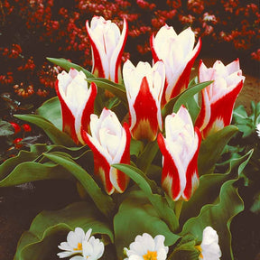 Tulipe botanique Ancilla - Tulipa kaufmanniana ancilla - Plantes