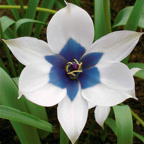 4 Tulipes Coeur Bleu - Tulipa humilis alba coerulea oculata - Plantes