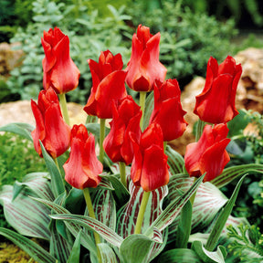 Tulipe Chaperon Rouge - Tulipa greigii chaperon rouge - Plantes