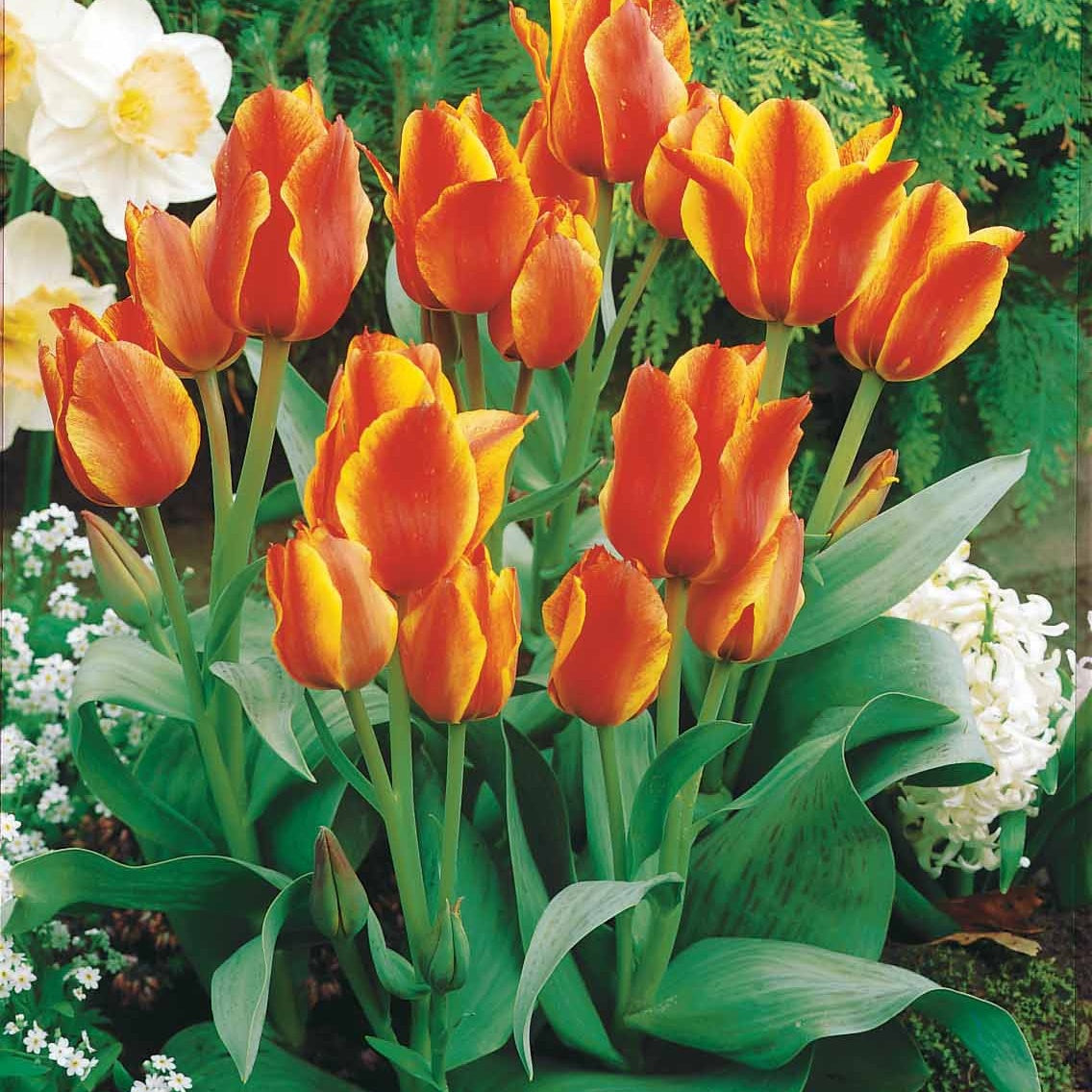 10 Tulipes botaniques Winnipeg - Tulipa botanique Winnipeg - Plantes