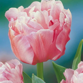 10 Tulipes à fleur de pivoine Angélique - Tulipa angélique