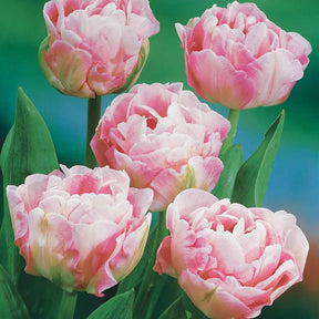 10 Tulipes à fleur de pivoine Angélique - Tulipa angélique - Tulipe