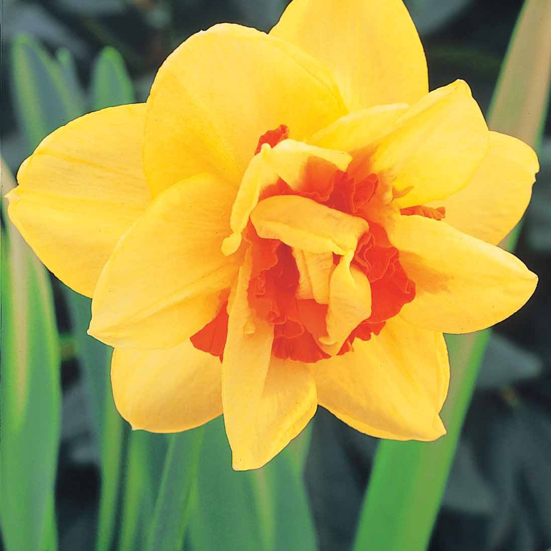 10 Narcisses à fleurs doubles Tahiti - Narcissus tahiti - Plantes