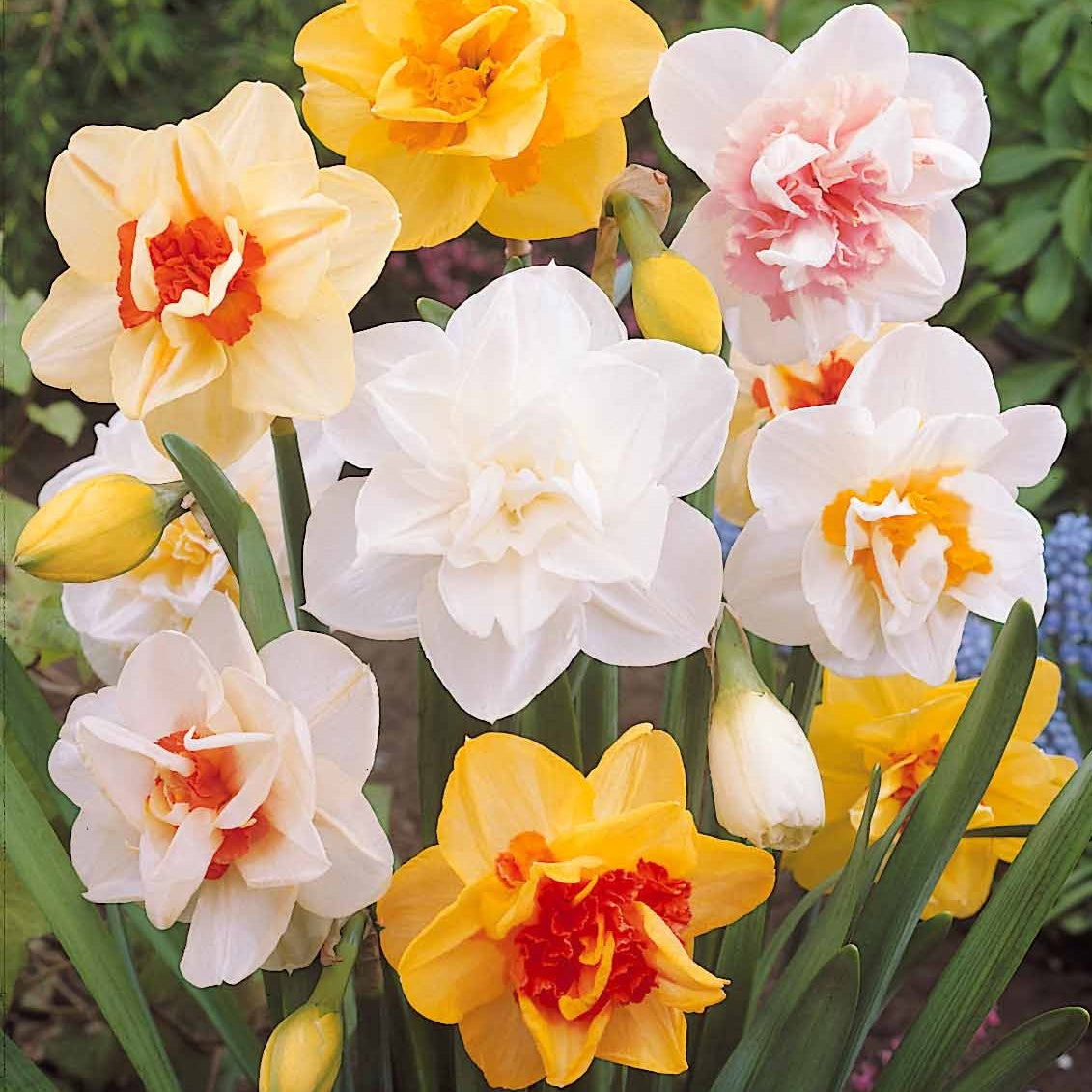 10 Narcisses à fleurs doubles Tahiti - Narcissus tahiti - Bulbes à fleurs