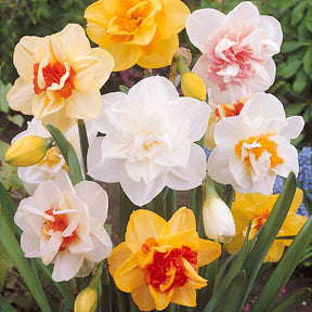10 Narcisses à fleurs doubles Tahiti - Narcissus tahiti - Bulbes à fleurs