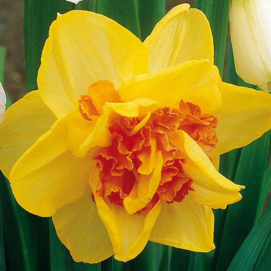 10 Narcisses à fleurs doubles Tahiti - Narcissus tahiti - Narcisse