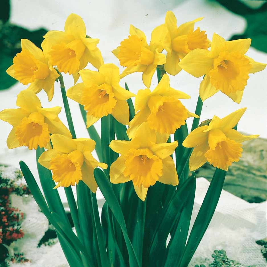 Vente 10 Narcisses Rijnveld Early Sensation - Narcissus rijnsveld early sensation