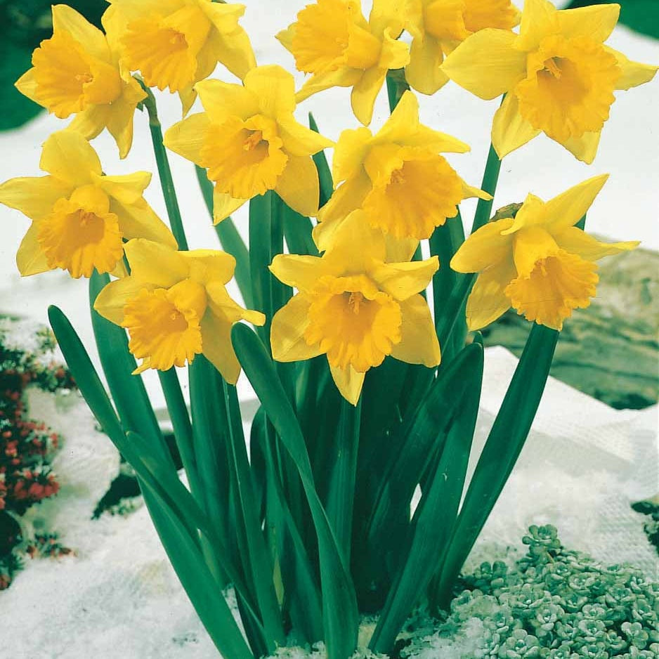 10 Narcisses Rijnveld Early Sensation - Narcissus rijnsveld early sensation - Bulbes à fleurs