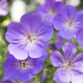 Geranium himalayense - Géranium vivace bleu de l'Himalaya - Géraniums vivaces