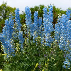 Vente Collection de 11 plantes vivaces pour massifs champêtres - Delphinium, gypsophila paniculata, centranthus ruber