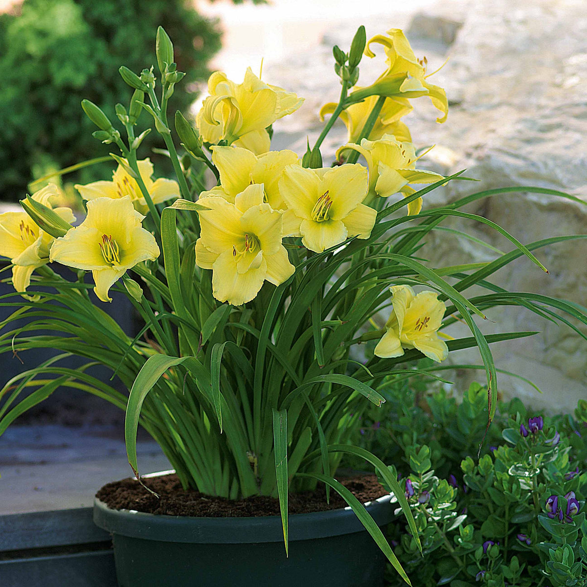 Hémérocalle jaune et parfumée - Hemerocallis fragrant returns - Plantes vivaces