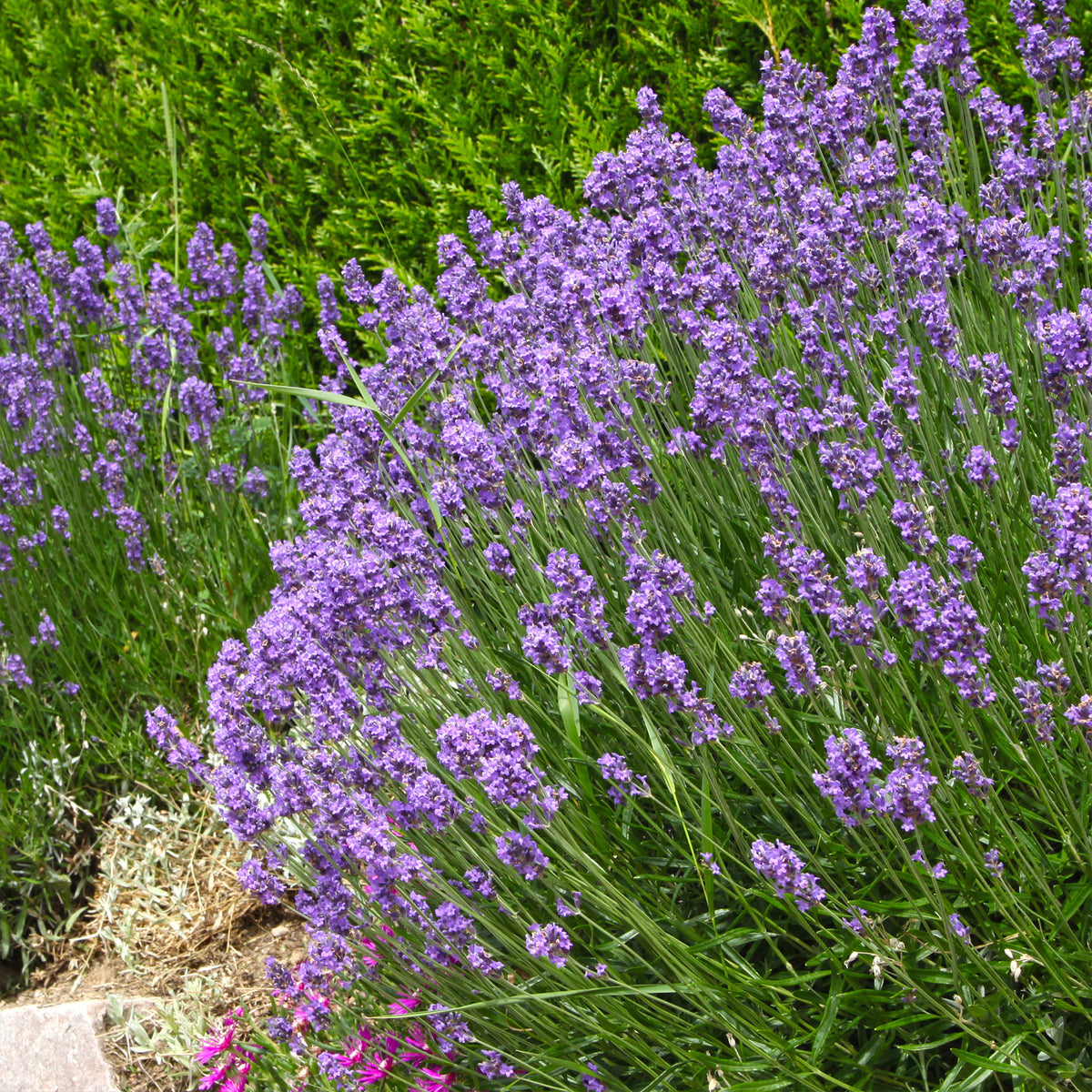 Lavande de Grasse - Lavandula angustifolia Grosso - Willemse