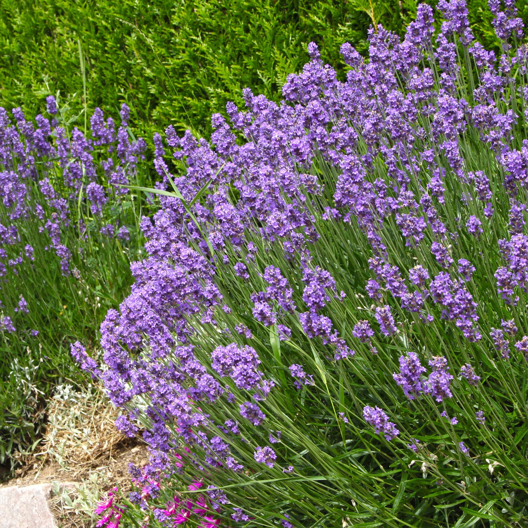Lavande de Grasse - Lavandula angustifolia Grosso - Willemse