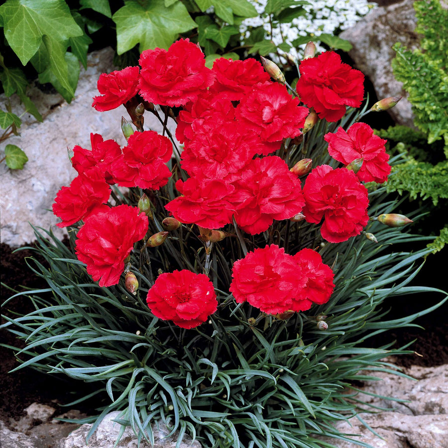 2 Œillets nains roses Fortuna - Dianthus plumarius roseus