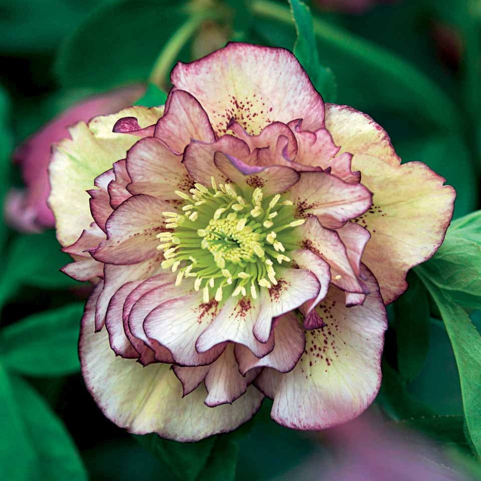 Rose de Noël doubles picotée - Helleborus orientalis double ellen picotée - Plantes