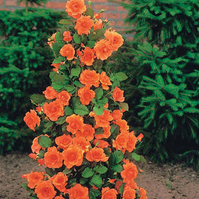 Rosier arbuste Westerland - Rosa Westerland® - Plantes