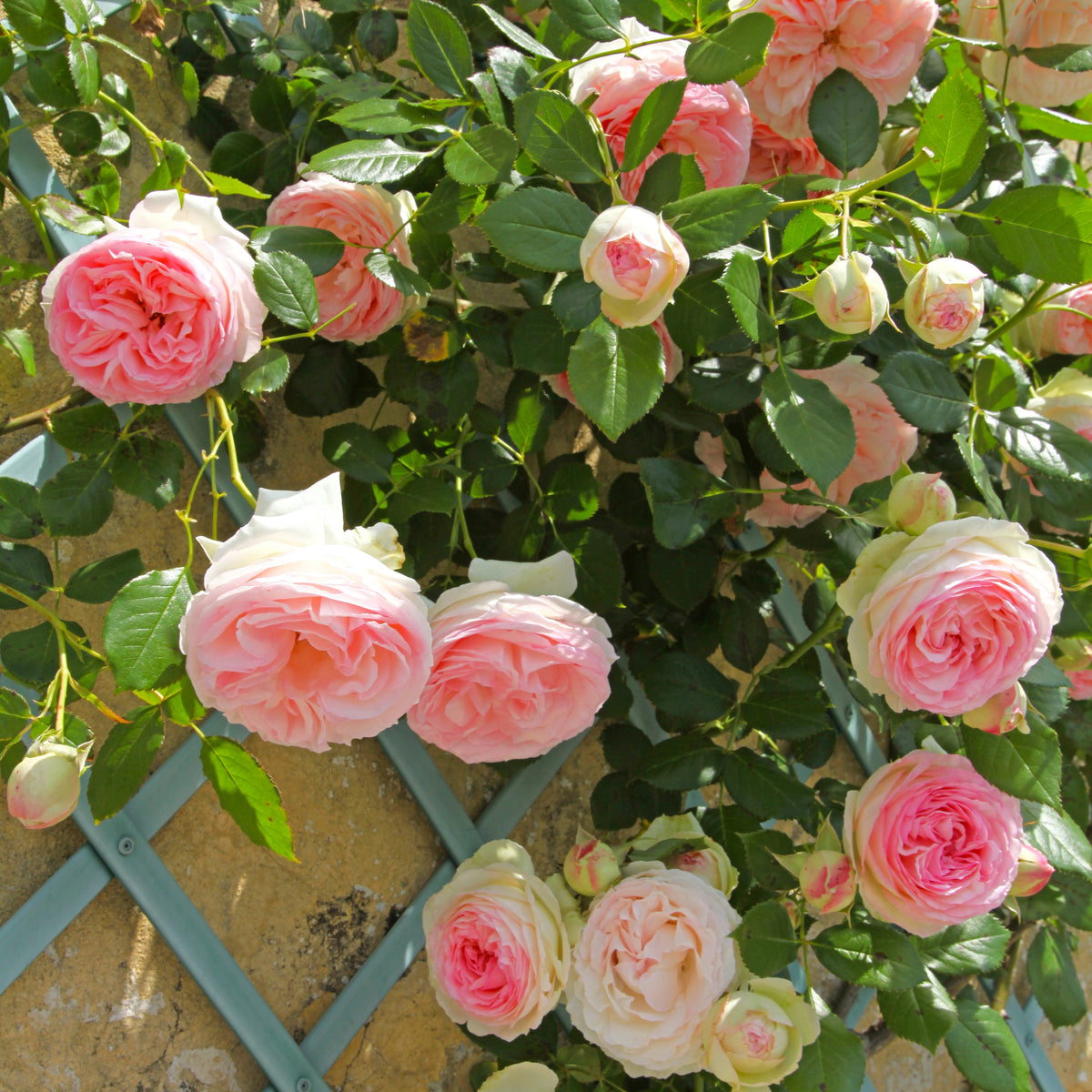 8 rosiers parfumés pour embaumer votre extérieur - Jardiland