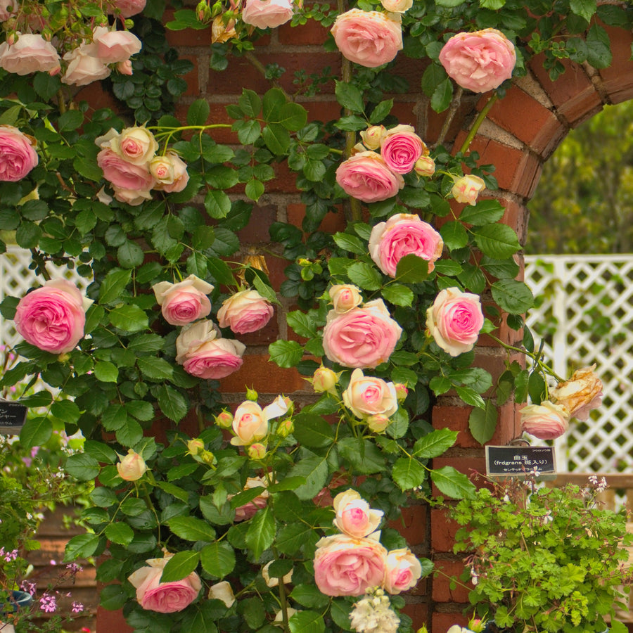 Rosier grimpant Pierre de Ronsard® - Rosa grimpant Pierre de Ronsard ...