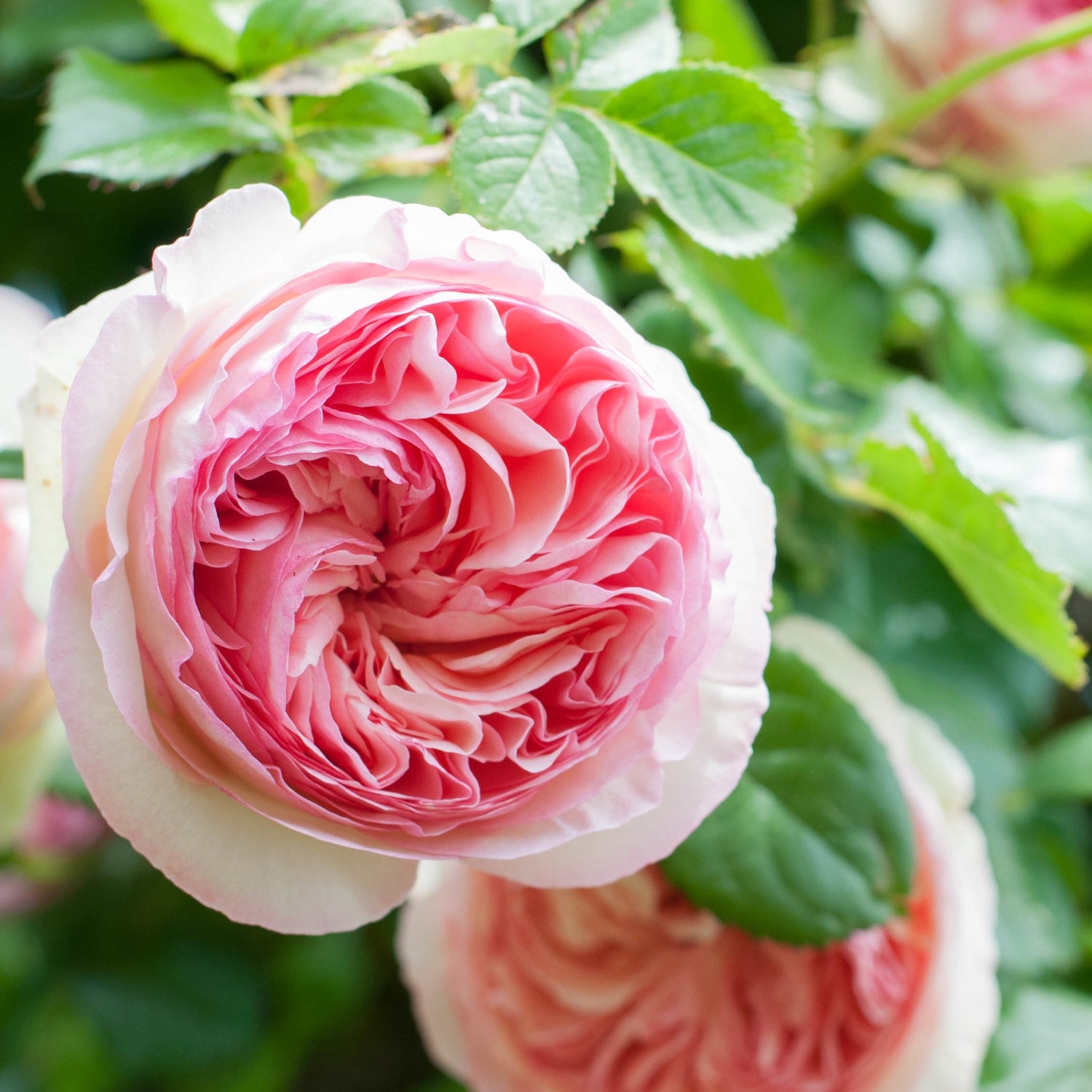 Rosier Pierre De Ronsard Jardilandnull