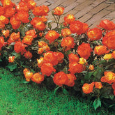 Rosier à massif Harlequin - Rosa polyantha  harlequin (harlekeijn) - Plantes