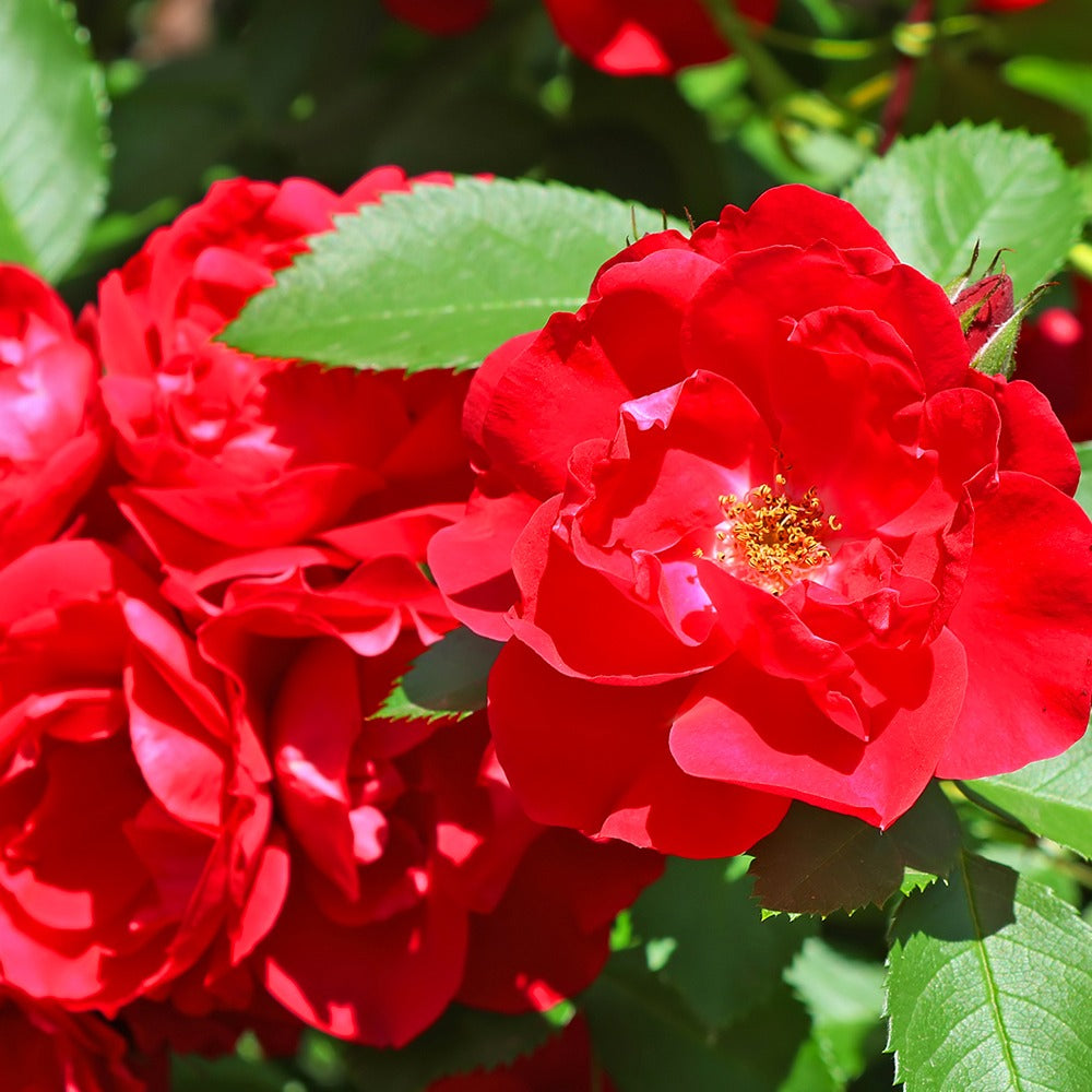 Rosier Boules Rouges Rosier à massif rouge - Rosa polyantha